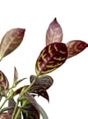 Sarı Ruj Çiçeği Mini Boy - Aeschynanthus Marmoratus