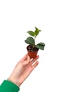 Sarı Ruj Çiçeği Mini Boy - Aeschynanthus Marmoratus