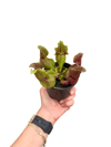 Sarracenia Sinekkapan