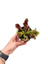 Sarracenia Sinekkapan