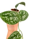 Satin Pothos (Scindapsus Pictus) Gümüş Yapraklı Salon Sarmaşığı