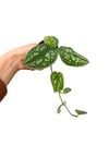 Satin Pothos (Scindapsus Pictus) Gümüş Yapraklı Salon Sarmaşığı