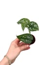 Satin Pothos (Scindapsus Pictus) Gümüş Yapraklı Salon Sarmaşığı