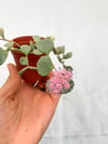 Sedum Sieboldi
