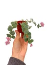 Sedum Sieboldi