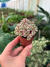 Sedum Tricolor Sukulent