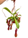 Sinekkapan Askılı Saksı - Nepenthes Alata