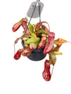 Sinekkapan - Nepenthes Alata