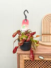 Sinekkapan - Nepenthes Alata