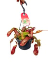 Sinekkapan - Nepenthes Alata