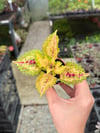 Somon Tonları Coleus Yaprak Güzeli