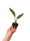 Starliçe Cennet Kuşu Çiçeği Mini - Strelitzia Nicolai
