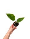 Starliçe Cennet Kuşu Çiçeği Mini - Strelitzia Nicolai