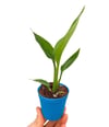 Starliçe Cennet Kuşu Çiçeği Strelitzia Nicolai