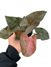 Syngonium Maria Allusion - Melek Kanadı