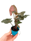 Syngonium Maria Allusion - Melek Kanadı