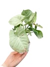 Syngonium Milk Confetti Melek Kanadı