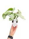 Syngonium Milk Confetti Melek Kanadı