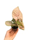 Syngonium Pink Melek Kanadı