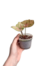 Syngonium Strawberry Ice