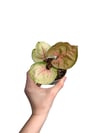Syngonium Strawberry Ice