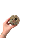 Taş Kaktüs Aranjmanı Lithops