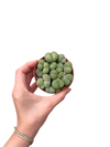 Taş Kaktüs Aranjmanı Lithops