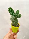 Tavşan Kulağı Kaktüs - Opuntia Microdasys