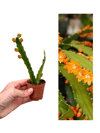 Turuncu Çiçekli Atlas (Epiphyllum)