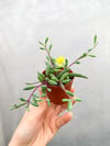 Yakut Kolyesi Othonna Capensis