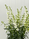 Yazlık Aslanağzı Çiçeği Beyaz Angelonia