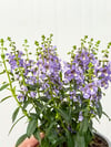 Yazlık Aslanağzı Çiçeği Mor Angelonia