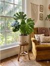 Yosun Çubuklu Deve Tabanı (Monstera) Çift Köklü 50-60 CM