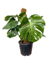 Yosun Çubuklu Deve Tabanı (Monstera) Çift Köklü 50-60 CM