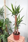 Yukka Bitkisi İkili 100 CM (Yucca)