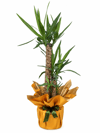 Yukka Bitkisi İkili 100 CM (Yucca)