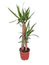 Yukka Bitkisi İkili 100 CM (Yucca)