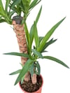 Yukka Bitkisi İkili 100 CM (Yucca)