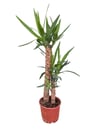 Yukka Bitkisi İkili 100 CM (Yucca)