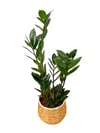 Zamia Çiçeği Bitkisi Mini (Zamioculcas Zamiifolia)