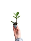 Zamia Çiçeği Bitkisi Mini (Zamioculcas Zamiifolia)