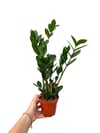 Zamia Çiçeği Bitkisi Mini (Zamioculcas Zamiifolia)