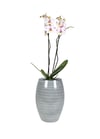 Cresta Buz Mavisi Seramik Saksı Uzun  20*30cm
