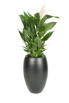 Cresta Seramik Saksı 20*30cm