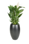 Cresta Seramik Saksı 23*35cm