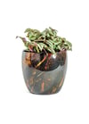 Vive Siyah Metal Saksı M 17x15 cm