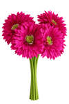 Fuşya Gerbera Buketi