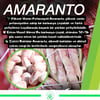 AMARANTO Fasulye Tohumu | SEMINIS 10 kg