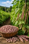 Semmis Amaranto Barbunya Tohumu 1 Kg