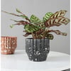 N'CREA Home
